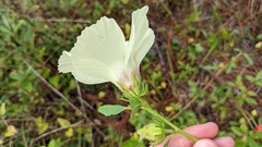 Hibiscus aculeatus
