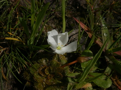 Drosera whittakeri