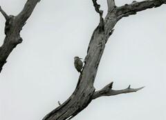 Chloropicus namaquus