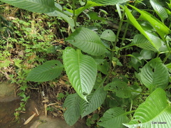 Brillantaisia owariensis