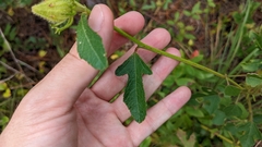 Hibiscus aculeatus