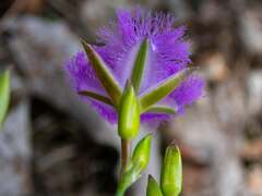 Thysanotus