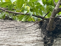 Anolis grahami