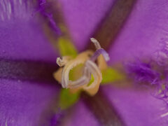 Thysanotus