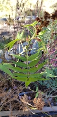 Sorbaria sorbifolia