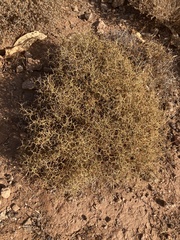 Sarcopoterium spinosum
