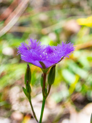 Thysanotus
