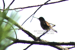 Junco phaeonotus