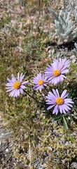 Aster alpinus