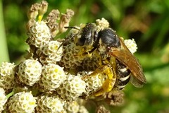 Halictus parallelus