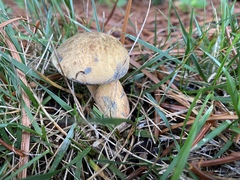 Gyroporus cyanescens