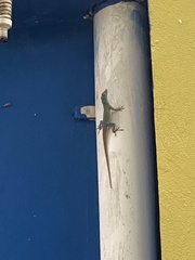 Anolis