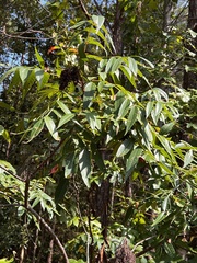 Rhus copallinum