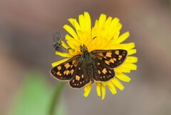 Carterocephalus skada