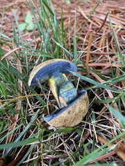 Gyroporus cyanescens