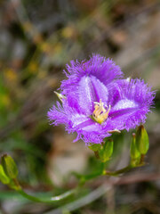 Thysanotus