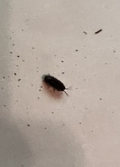 Armadillidium vulgare