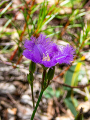 Thysanotus