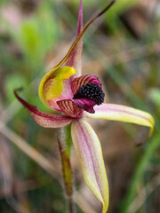 Caladenia macrostylis
