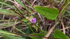 Rhexia petiolata