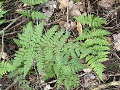 Dryopteris