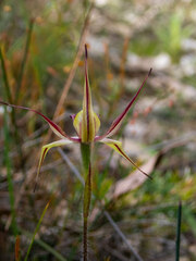 Caladenia macrostylis