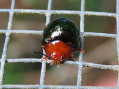 Chalcomela nitida