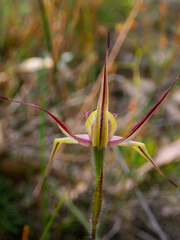 Caladenia macrostylis