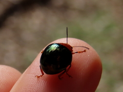 Chalcomela nitida