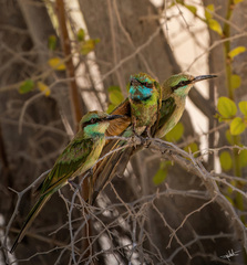 Merops cyanophrys