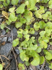 Centella