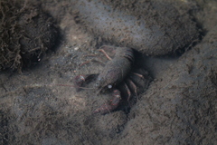 Procambarus clarkii