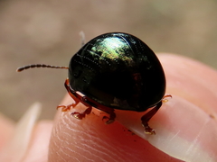Chalcomela nitida