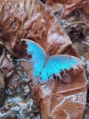 Morpho