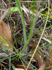 Caladenia macrostylis