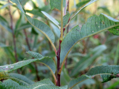 Salix humilis