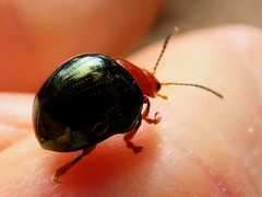 Chalcomela nitida