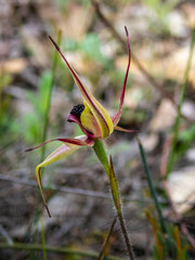 Caladenia macrostylis