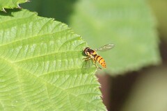 Sphaerophoria pyrrhina