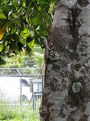 Anolis lineatopus