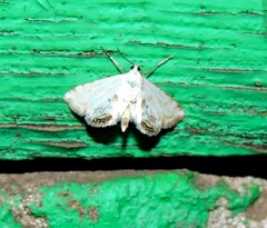 Cataclysta lemnata