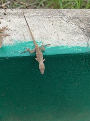 Anolis lineatopus