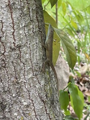Anolis