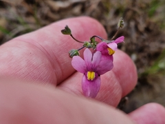 Nemesia fruticans