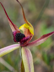 Caladenia macrostylis