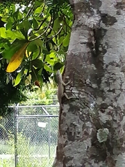 Anolis lineatopus