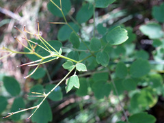 Thalictrum dasycarpum
