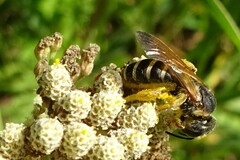 Halictus parallelus