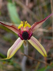 Caladenia macrostylis