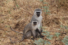 Chlorocebus pygerythrus pygerythrus